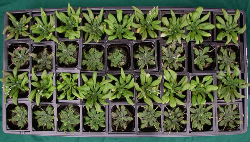 01_arabidopsis.jpg