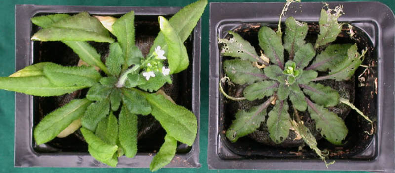 02_arabidopsis.jpg