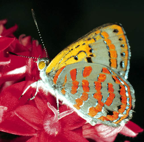 17_hypochrysops.jpg