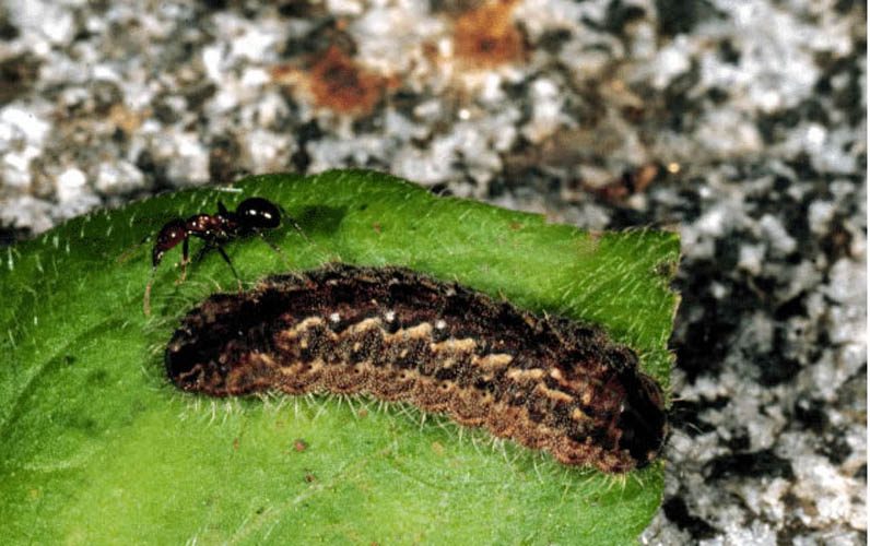 18_hypochrysops.jpg