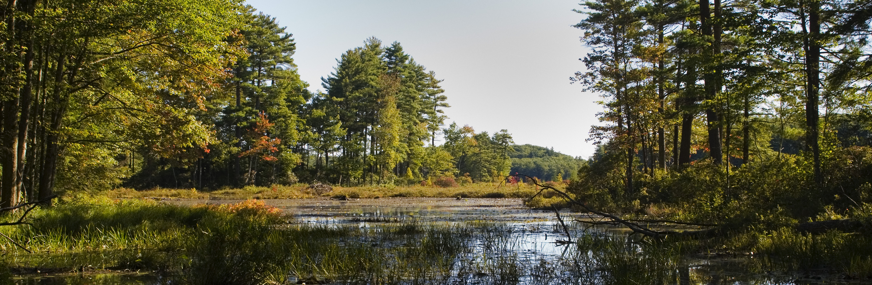 Harvard Forest (Photo: Chris Baker)
