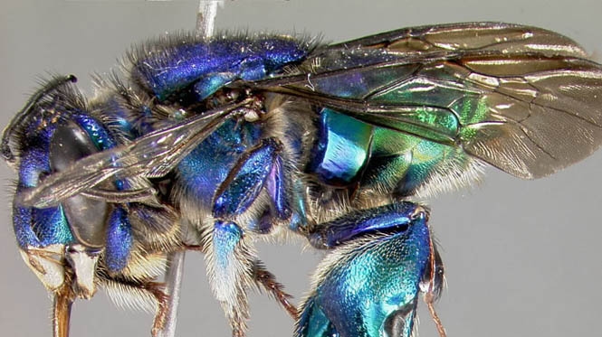 20_euglossa.jpg