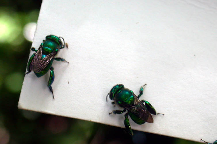 21_euglossa.jpg