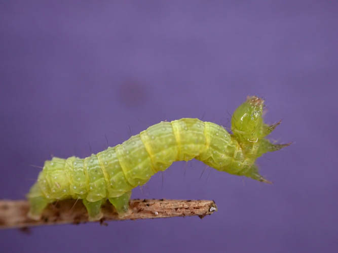 31_trichoplusia.jpg