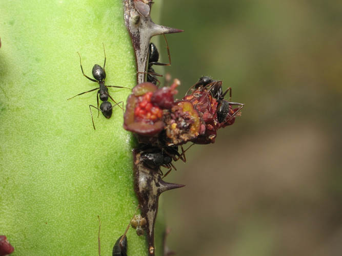 ants_euphorbia851.jpg