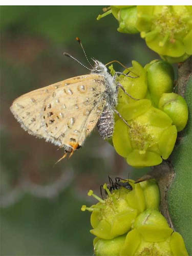 chloroselas-lr2.jpg