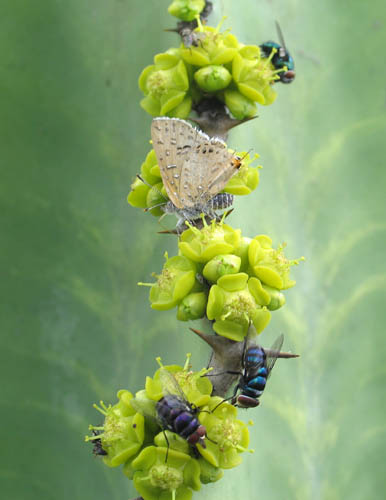 chloroselas_flies.jpg