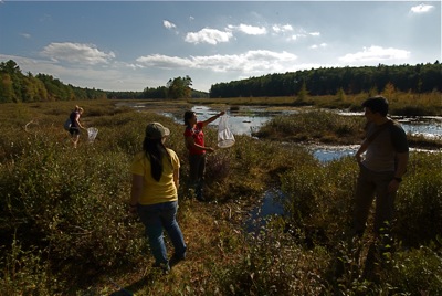 Kylie, Karen, Serena and Matt collecting at Harvard Forest (Photo: Chris Baker)