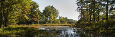 Harvard Forest (Photo: Chris Baker)