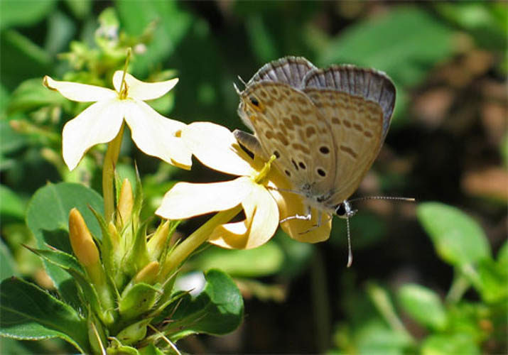 lepido-keriovalleylr3.jpg