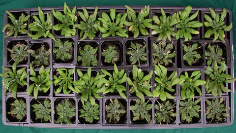 01_arabidopsis.jpg