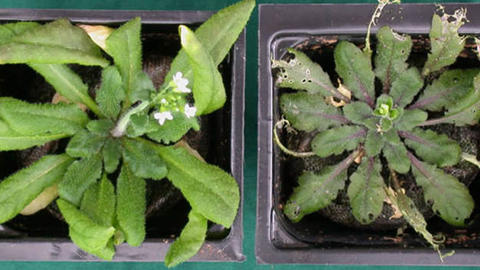 02_arabidopsis.jpg