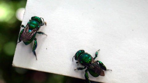 21_euglossa.jpg