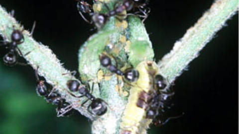 24_melitus.jpg