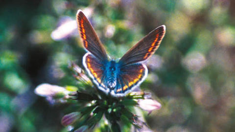 27_p_icarus.jpg