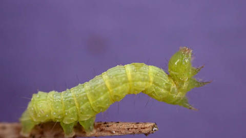 31_trichoplusia.jpg