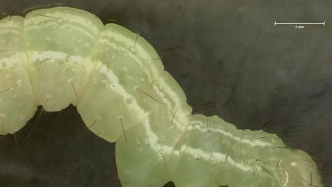 32_trichoplusia.jpg