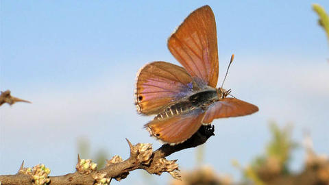 anthene-sunbathe-lr1.jpg