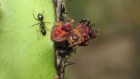 ants_euphorbia851.jpg