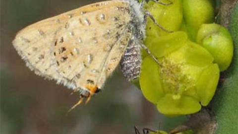 chloroselas-lr2.jpg