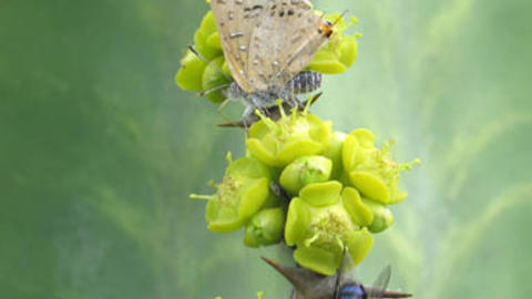 chloroselas_flies.jpg