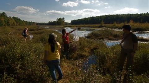 Kylie, Karen, Serena and Matt collecting at Harvard Forest (Photo: Chris Baker)