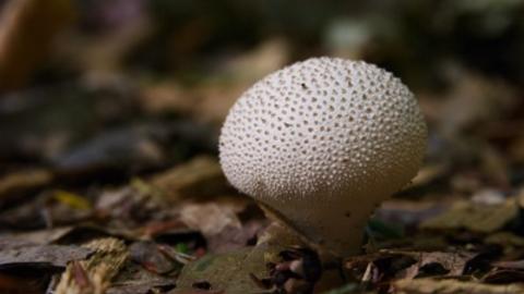 Fungi are easier to photograph than insects (Photo: Chris Baker)
