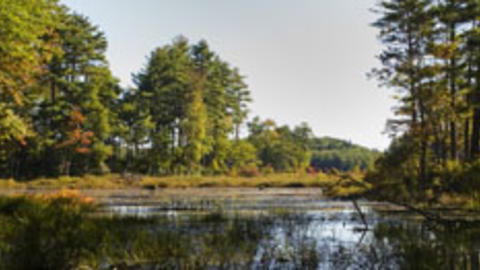 Harvard Forest (Photo: Chris Baker)