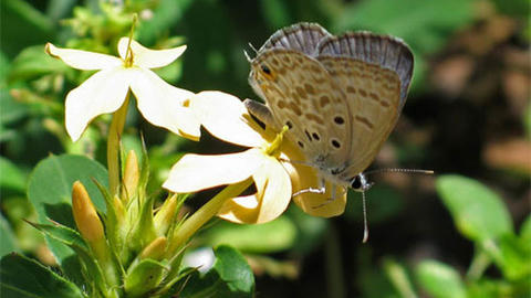 lepido-keriovalleylr3.jpg