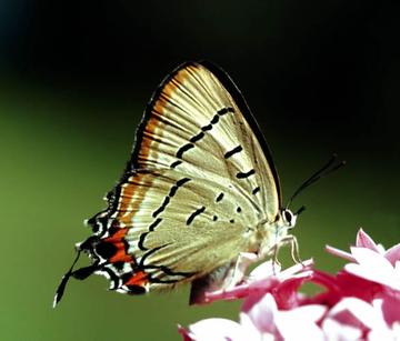 butterfly-1.jpg