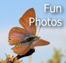 fun_photos_button.jpg
