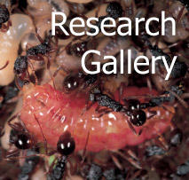 research_photos_button.jpg