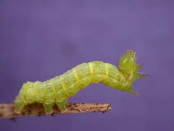 trichoplusia.jpg