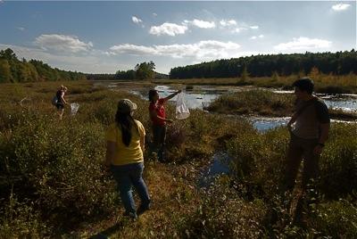 Kylie, Karen, Serena and Matt collecting at Harvard Forest (Photo: Chris Baker)