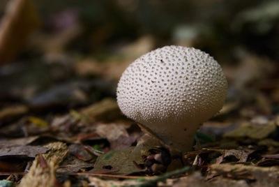 Fungi are easier to photograph than insects (Photo: Chris Baker)