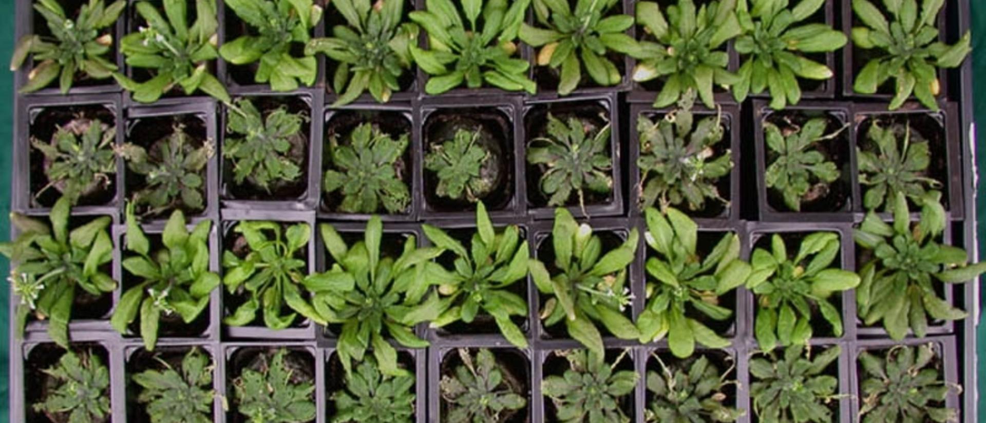 01_arabidopsis.jpg